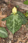 Pale yellow trillium